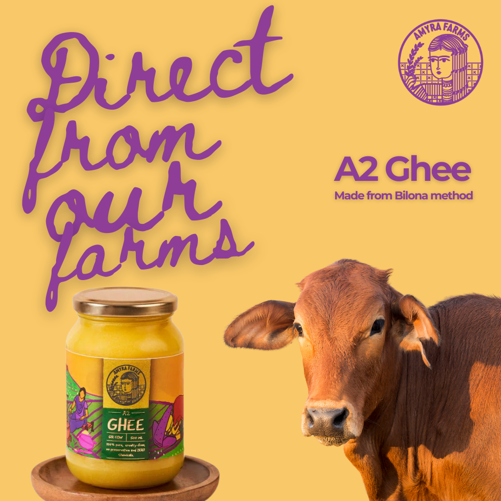 Premium A2 gir cow ghee-pure organic bilona method-direct from our farms