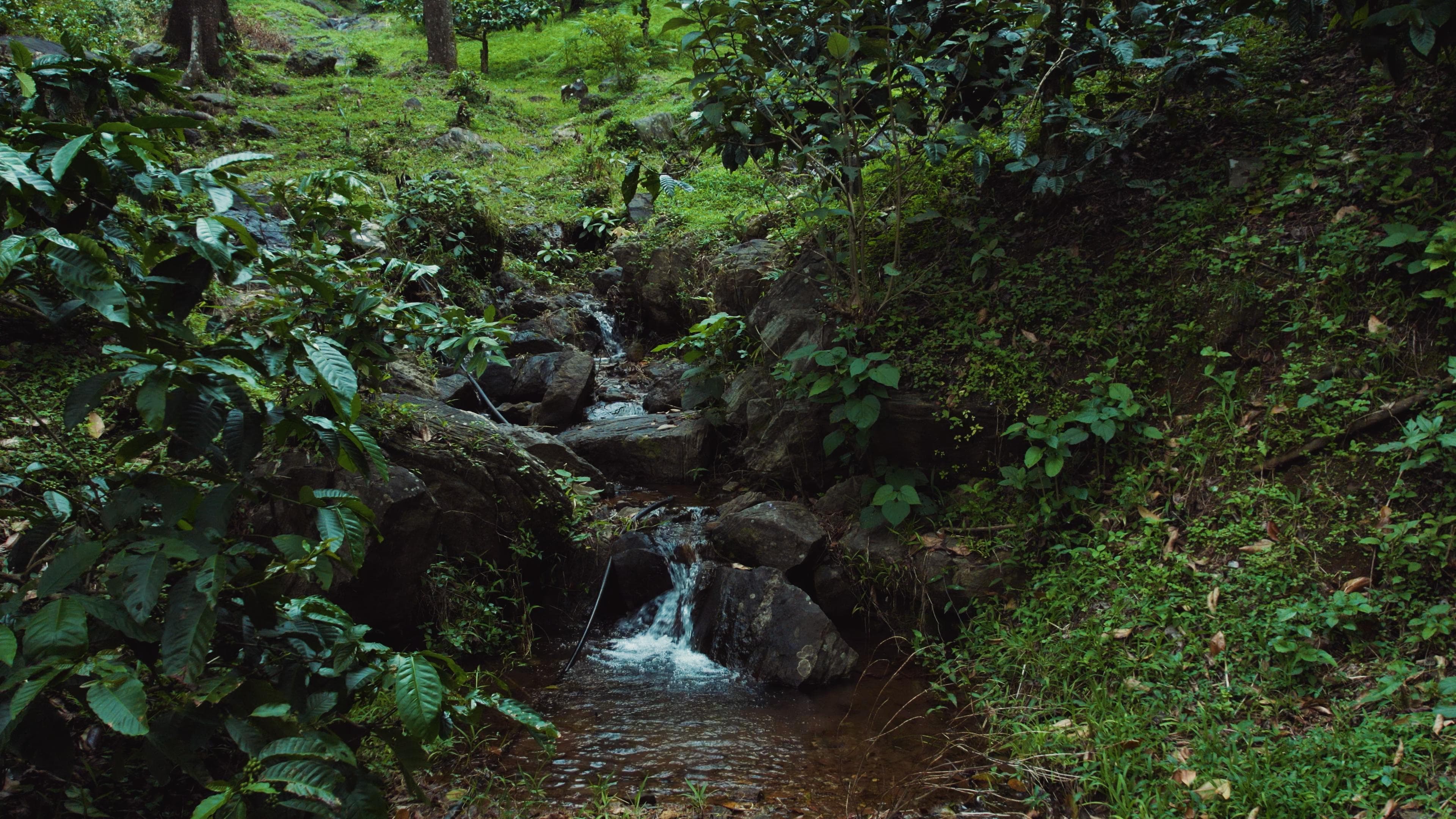 A clear stream running through the Amyra Farms plantation